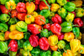 Piment Antillais